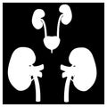 Black and White urinary system, bladder and kidneys