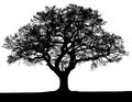 Black And White Vector Autumn Tree Silhouette.