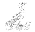 Black and white vector coloring page of a Great Comorant Royalty Free Stock Photo