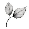 Black And White Vector Drawing Of A Rose Leaf
