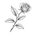 Black And White Vector Drawing Of A Rose Leaf