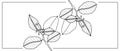 Black and white vector floral illustration with rose branches with leaves and buds.