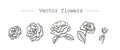 Black and white vector flowers isolated on white background. Graphic roses drawing for design