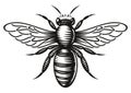 A black and white vector honey bee