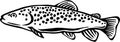 Black and White Brown Trout Illustration