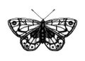 Black and white vector illustration of a butterfly Royalty Free Stock Photo