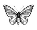 Black and white vector illustration of a butterfly. Hand drawn insect sketch. Detailed graphic drawing of wall brown in vintage