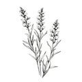 Minimalistic Lavender Flower Illustration: Delicate Line Drawing On White Background