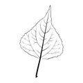 Black and white vector illustration of a poplar leaf
