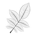 Black and white vector illustration of a walnut leaf