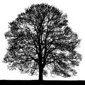 Black and white vector image of a large tree silhouette