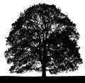 Black and white vector image of a large tree silhouette.