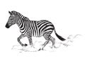 Black and white vector line drawing of a Zebra