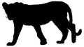 Black and white vector silhouette of an adult lioness.