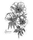 Black and white vector sketch illustration of anemone. All element isolated. Design elements for wedding invitations Royalty Free Stock Photo