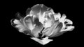 Black and white Victoria`s Secret tulip Royalty Free Stock Photo