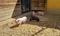 Black and white Vietnamese pigs playing in the sand Royalty Free Stock Photo