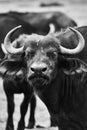 Black and white view of African buffalo in the savannas