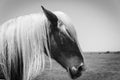 Filtered image of Belgian horse head at American farm ranch close-up Royalty Free Stock Photo