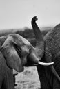 Black and white view of elephants in the savannas