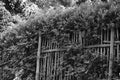 Black and white view of hedge and fence Royalty Free Stock Photo