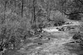 Black and White View of Jennings Creek, a Wild Mountain Trout Stream Royalty Free Stock Photo