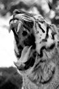 Black and white view of Leopard in the savannas