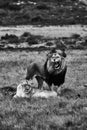 Black and white view of lions in the savannas