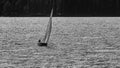 Black and white view of a sailboat sailing on Lake Maggiore in Italy, taking advantage of the wind that ripples the water Royalty Free Stock Photo