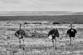 Black and white view of three ostriches walking backwards Royalty Free Stock Photo