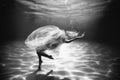 View under water of a girl wrapped in fine cloth, sank in deep water, against dark background with bright sunshine.