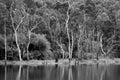 black and white view of water landscape Royalty Free Stock Photo