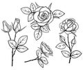 Black and white vintage roses isolated set 01 Royalty Free Stock Photo