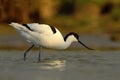 Black and white wader bird Pied Avocet, Recurvirostra avosetta, in water, Texel, Holland