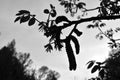 Black and white walnut flower.