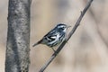 Black and white warbler bird