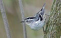 Black and White Warbler