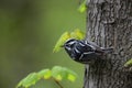 Black-and-white Warbler (Mniotilta varia) Royalty Free Stock Photo