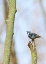 Black-and-White Warbler Perching On Stump