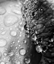 Black and White Water Droplets on Petals Abstract Close Up