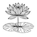 water lily drawing, sketch water lily drawing, hand drawn sketch water lily drawing, lily pad water lily drawing, simple lily Royalty Free Stock Photo