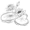 , black and white water lily drawing, sketch water lily drawing, hand drawn sketch water lily bouquet Royalty Free Stock Photo