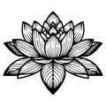 black and white water lily drawing, sketch water lily drawing, hand drawn sketch water lily drawing, lily pad water lily drawing Royalty Free Stock Photo