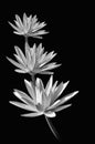 Black and white water lily line pattern Royalty Free Stock Photo