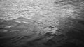 Black white water surface. Ripples. Reflection of light. Small waves. Background with space. Royalty Free Stock Photo