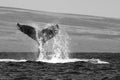 Black and White Whale Tail with Spray in Ocean with Island Beyond Royalty Free Stock Photo