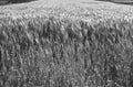 Black and white wheat field Royalty Free Stock Photo