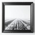 Black and White Wheat Field in Dark Frame Hanging on a White Wall Royalty Free Stock Photo