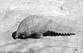 Black and white wild endangered pangolin in the wild