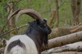 Black and white wild goat standing in the forest with blur background near to the logs Royalty Free Stock Photo